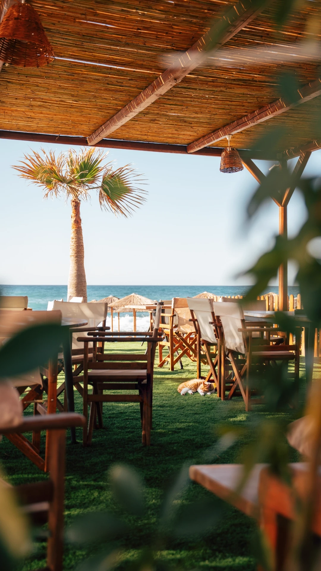 Beachfront terrace with palm tree and sea view during the day